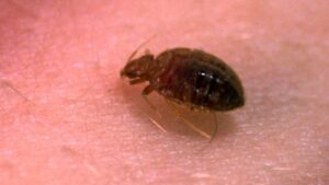How long do bed bugs live