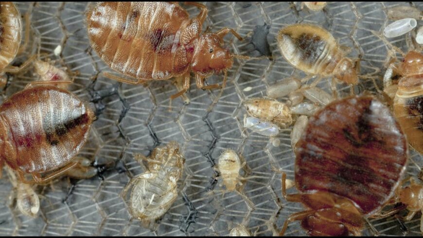 How to prevent bed bugs